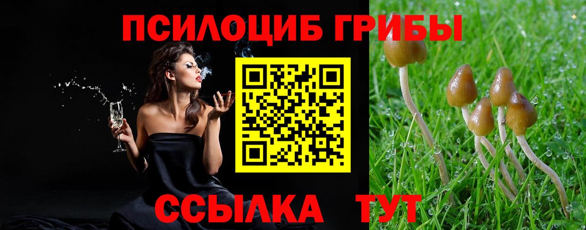Чебоксары  Галлюциногенные грибы Cubensis  Вход с VPN 